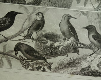 BIRDS old print of birds - original 1849 antique bird poster vintage pictures of starling red crossbill hawfinch canary Blackbird oiseaux