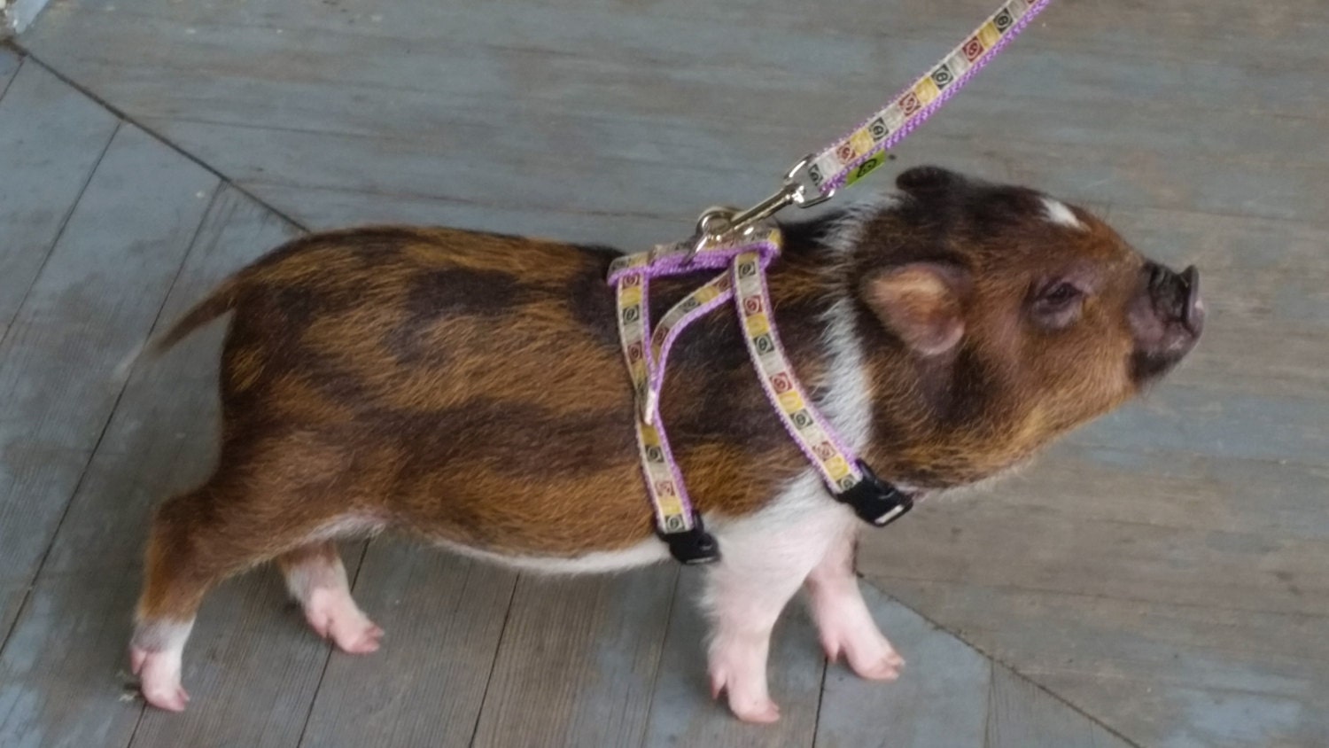 Large Premium Nylon Pot Belly Pig Harness & Leash by