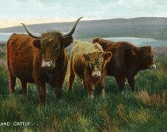 Scotland - View of Highland Cattle (Art Prints available in multiple sizes)