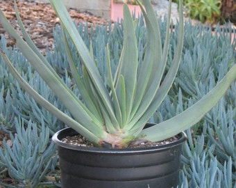 Aloe Plicatilis Large Succulent Plant