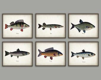 Fishing Art Prints Set Of 6 - Antique Bookplate Fish Illustrations - Angling Wall Art - Pike - Perch - Salmon - Fisherman Gift Idea - AB370