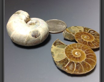 Ammonites