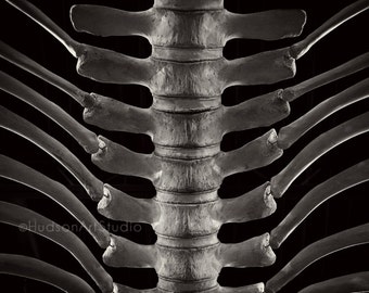 Black and White Photography Whale Vertebrae 8x10 print Bone Photography Wall Art Ocean Art Whale Bone print Beach decor Fine Art Photography