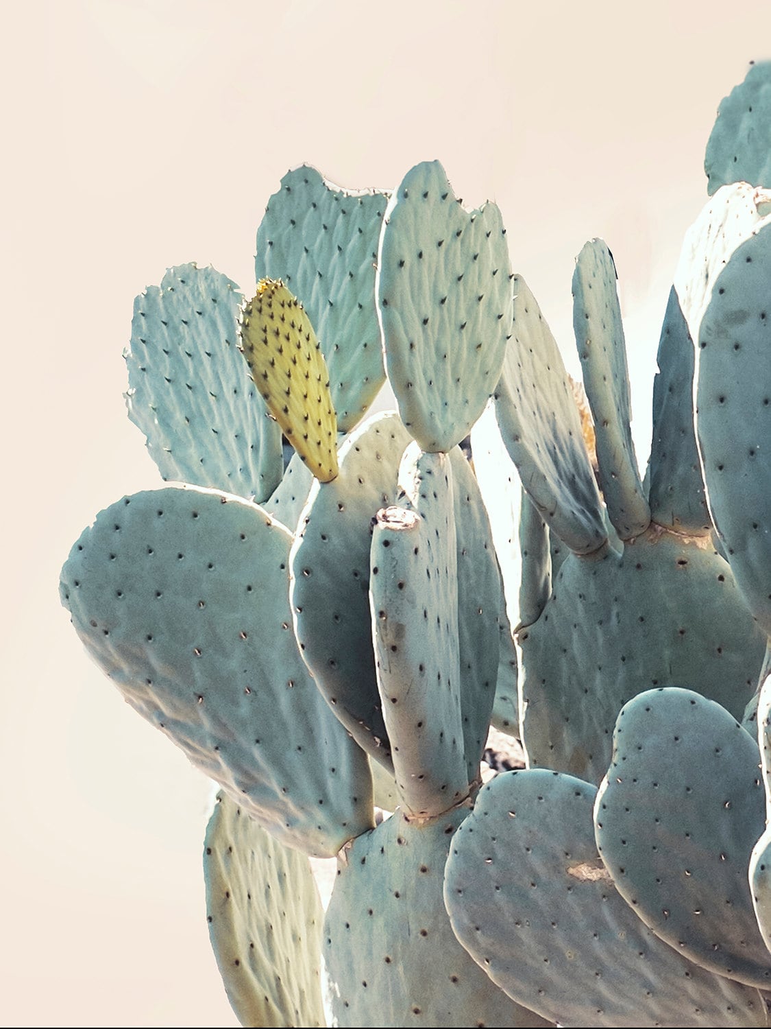 Cactus Print Cacti Art Cactus Photo Minimal by WilderCalifornia