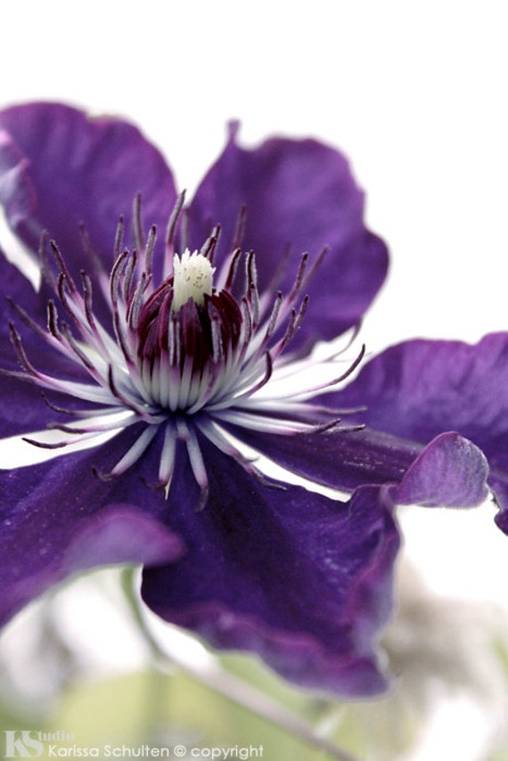 Purple Flower Print Floral Photography Nature Photography