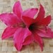 Pin up hair double lily flower in hot pink rockabilly wedding vintage style 40s 50s bride