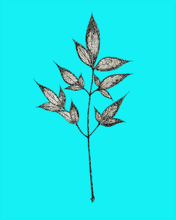 Leaf Ink Drawing 8x10 print Pen and Ink, Drawing, Black Lines