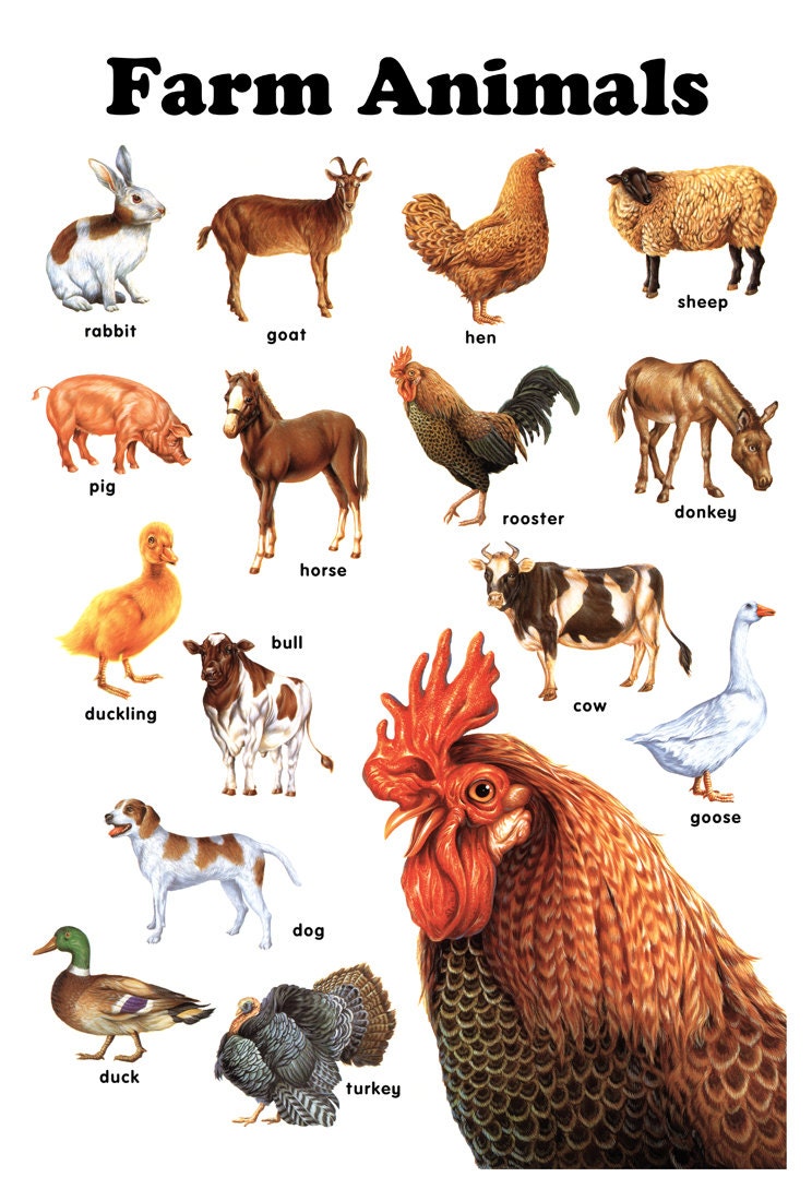 Farm Animals Poster Chicken Pig Cow Horse Goat Turkey