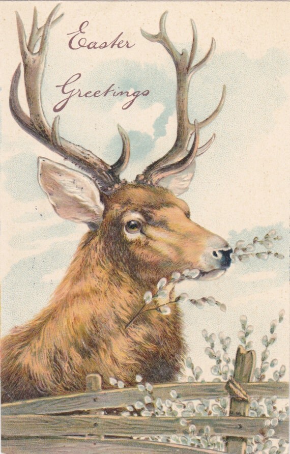 Spring Stag 1900s Antique Postcard Deer Antlers Pussy
