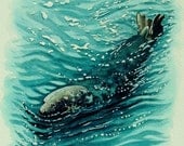 Original Grey Seal Watercolour. Pembrokeshire Grey Seal. Wildlife, Seascapes and beach paintings and signed prints by Andrew Bailey. Original Grey Seal Watercolour. Pembrokeshire Grey Seal. Wildlife, Seascapes and beach paintings and signed prints by Andrew Bailey.