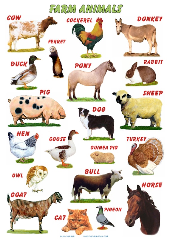 A4 Laminated Posters. Farm Animals..cows pigs sheep goats