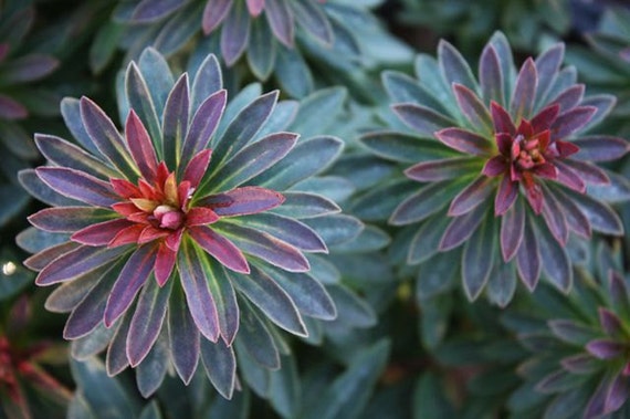 5 Evergreen Spurge Euphorbia Red Velvet Five Perennial