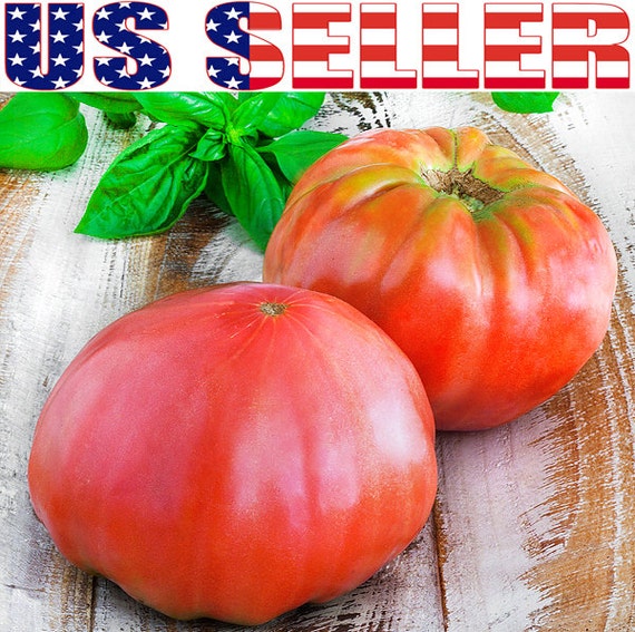 50 ORGANIC Brandywine Red Tomato Seeds Heirloom NONGMO