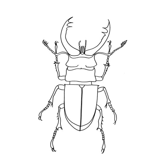 Stag Beetle Fine Art Print Line Drawing Insect by e23graphics