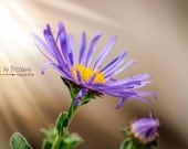 Art Print,Vintage Art,Home Decor,Nursery Print,8x10,5x7,Modern Art,Flower Photograph,Nature Photograph,Purple,Yellow,Flower,UNFRAMED,Antique Art Print,Vintage Art,Home Decor,Nursery Print,8x10,5x7,Modern Art,Flower Photograph,Nature Photograph,Purple,Yellow,Flower,UNFRAMED,Antique