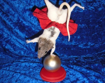 The acrobat. Free shipping