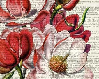 magnolia dictionary page print