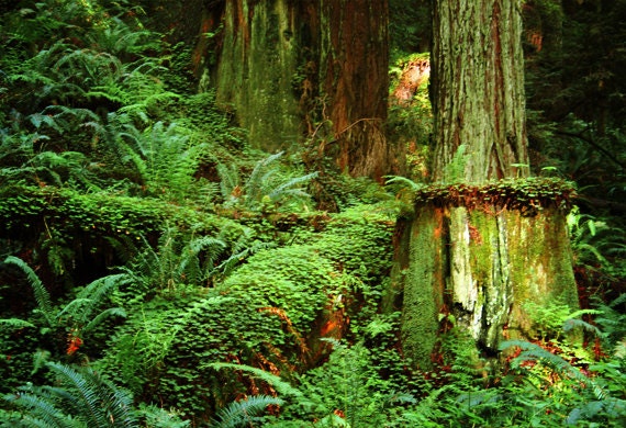 Ferns and Redwood Tree Stump Photography Print Woodland Photograph ...