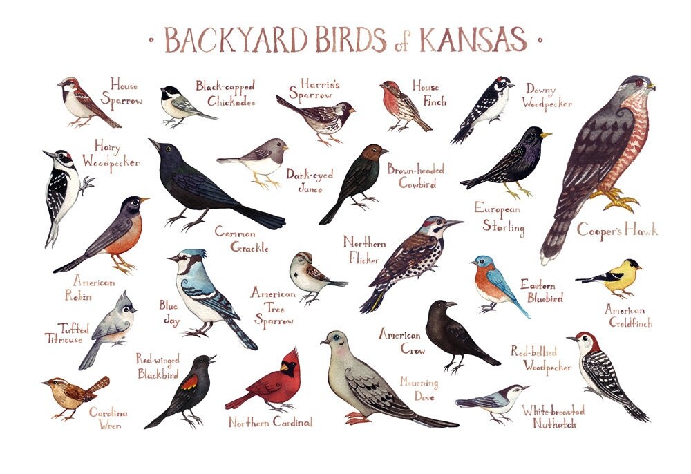 Kansas Backyard Birds Field Guide Art Print Watercolor Kansas Backyard Birds Field Guide Art Print Watercolor