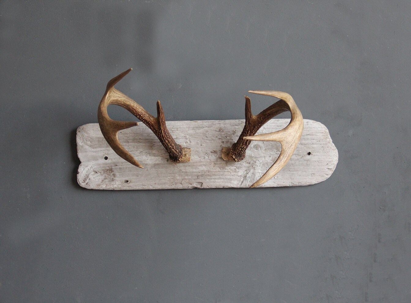 Large Deer Antlers Mounted on Driftwood / Hat Rack