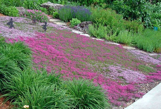 Creeping Thyme ground cover 1000 seeds fragrant herb by SmartSeeds