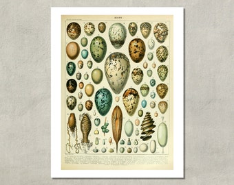 Oeufs (Eggs) Naturalist Print, 1907 - 8.5x11 Reproduction French Dictionary Color Plate - also available in 11x14 13x19