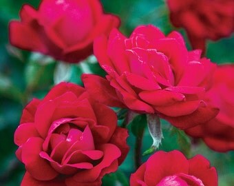 Double Knock Out ® Rose Bush - Hardy Reblooming Cherry Red Rose Low Maintenance Potted Own Root Rose