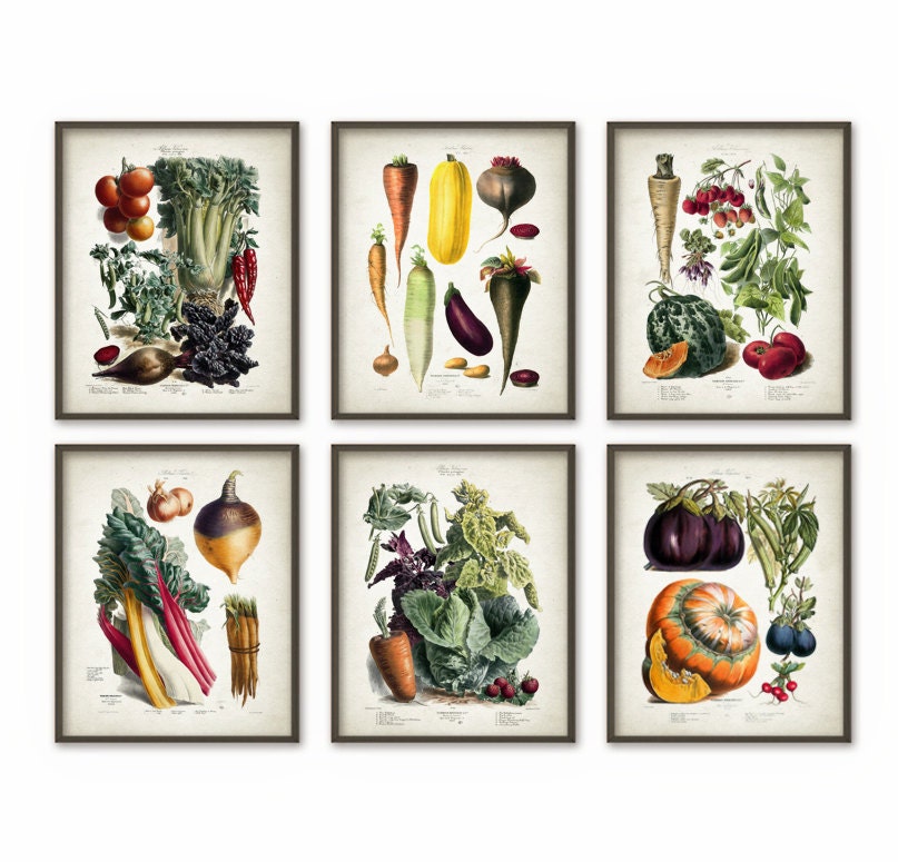 Vegetables Kitchen Wall Art Print Set of 6 Antique Botanical