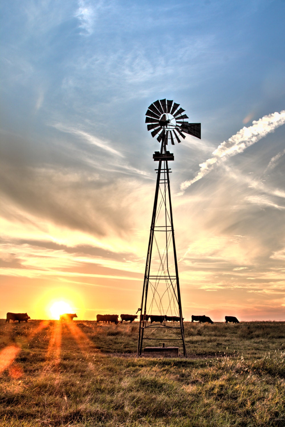 Windmill photo at sunset with black angus by TeriJamesPhotography