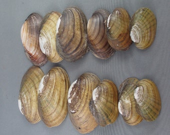 ON SALE! Sea Shells - Small Sea Shell Lot, Sea Shell Crafts, Jewelry Making Supplies, Arts and Crafts Supply, Sea Shell Collection (K122-2)