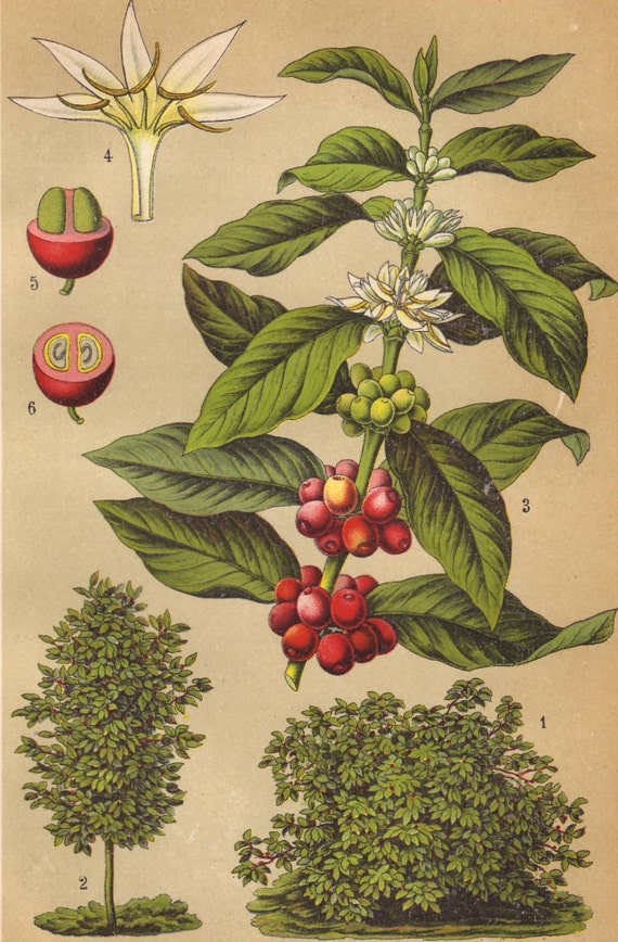 Coffee plant original 1922 botanical print Food natural