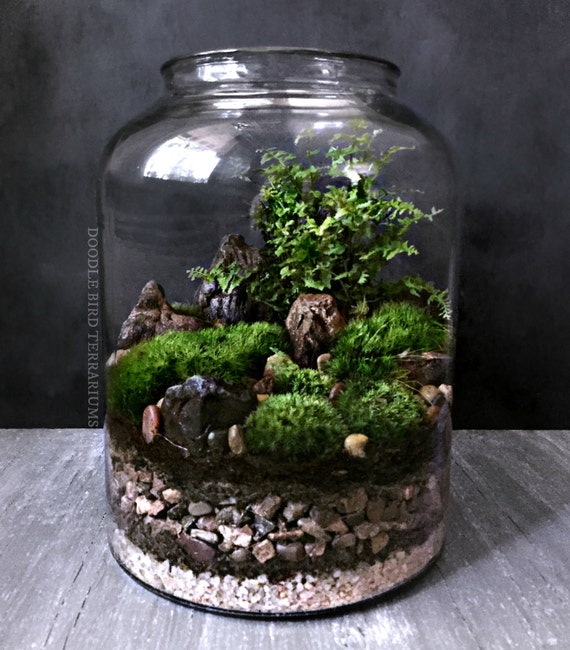 Woodland Moss and Fern Terrarium in Large Glass by DoodleBirdie