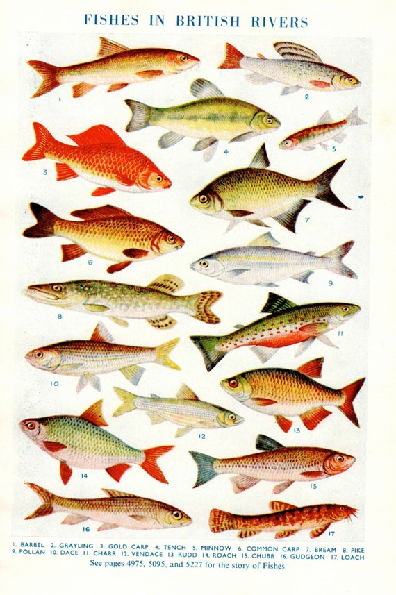 Items similar to FISH print, British River and lake fish, Carp Bream ...