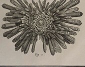 1751-1772.SEA URCHINS.From The Historical Encyclopedia of DIDEROT.Antique copper engraving.Large size 9.8x16.4 inches or 25x42 cm.