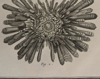 1751-1772.SEA URCHINS.From The Historical Encyclopedia of DIDEROT.Antique copper engraving.Large size 9.8x16.4 inches or 25x42 cm.