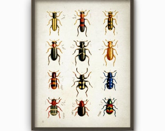 Antique insect print | Etsy