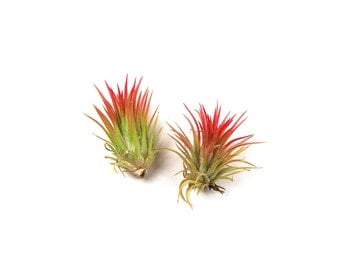 items similar to air plant trio ionantha fuego pack on etsy items similar to air plant trio ionantha fuego pack on etsy