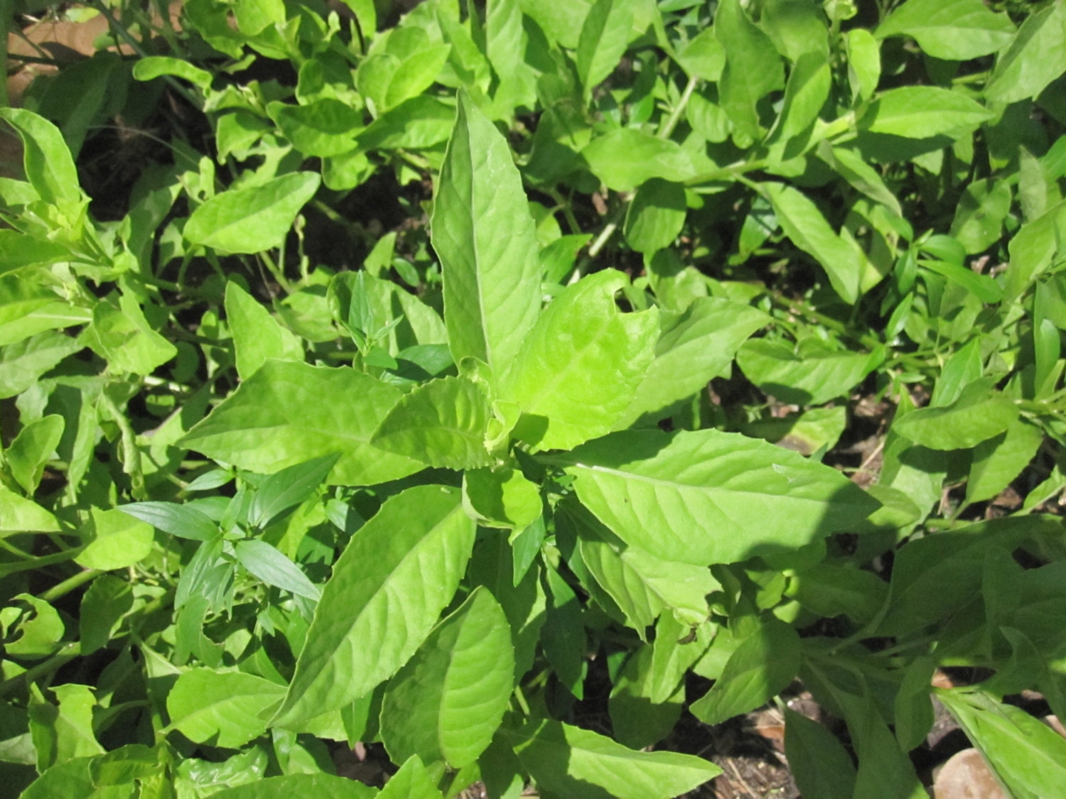 Gynura Procumbens -1.69 & up-Longevity Spinach-Easy to ...