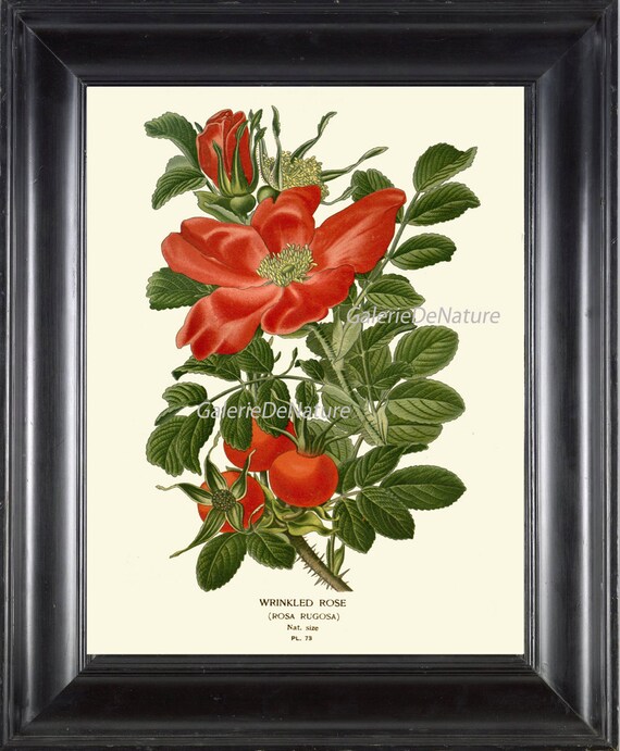 BOTANICAL PRINT Flower Art S40 4x6 5x7 8x10 11x14 Beautiful