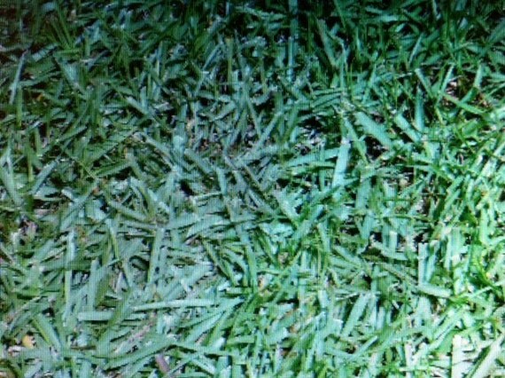 30Centipede Plugs Grass 30 1sq Inch Plugs By BlueSpringsOrchard