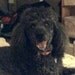 poodlegirl