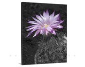 Canvas Picture of Flower, Pink Flower, Blue Art, Desert Cactus Flower, Floral Art, Nature Photograph, Cacti, Wildflowers, Ready to Hang Canvas Picture of Flower, Pink Flower, Blue Art, Desert Cactus Flower, Floral Art, Nature Photograph, Cacti, Wildflowers, Ready to Hang