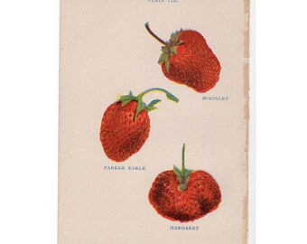 1905 STRAWBERRY FRUIT PRINT original antique miniature botanical berry lithograph - strawberries pl 8