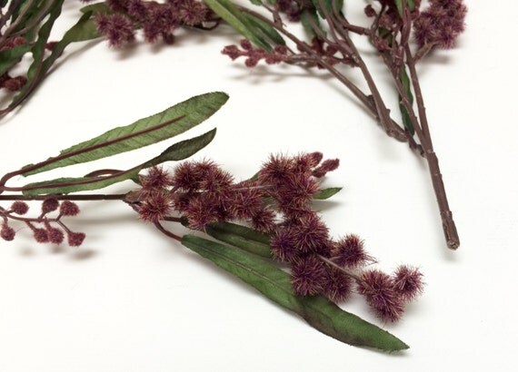 Plants and Flowers, plants species: June 2012