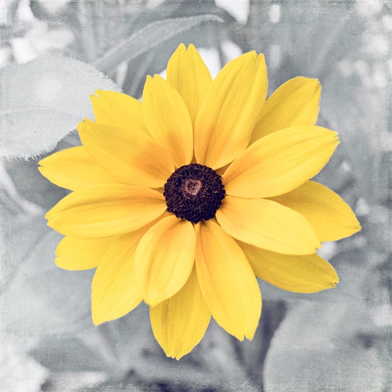 Yellow and Gray Wall Art yellow grey flower photography