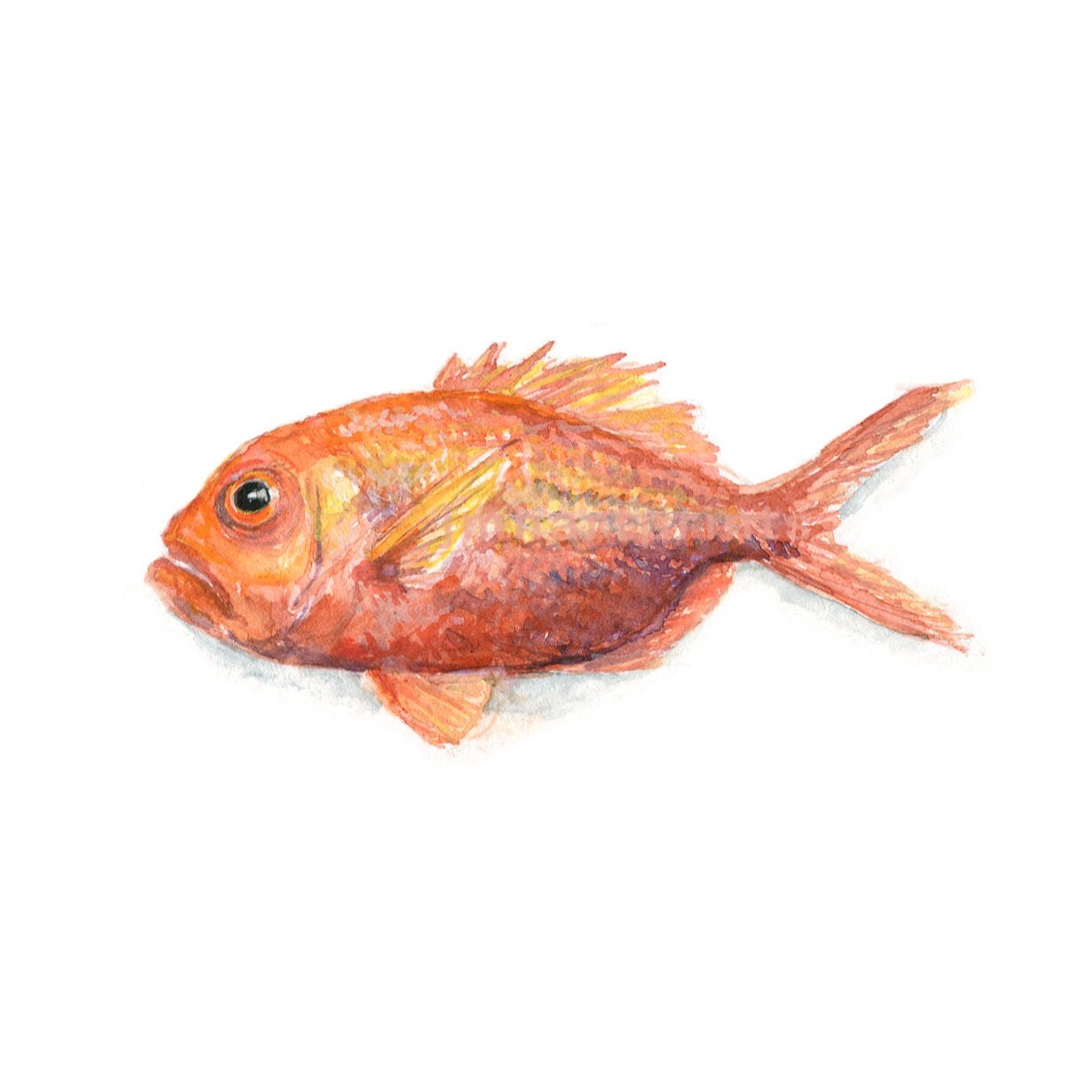 Watercolor Red Snapper Red Snapper Print Juvenile Red