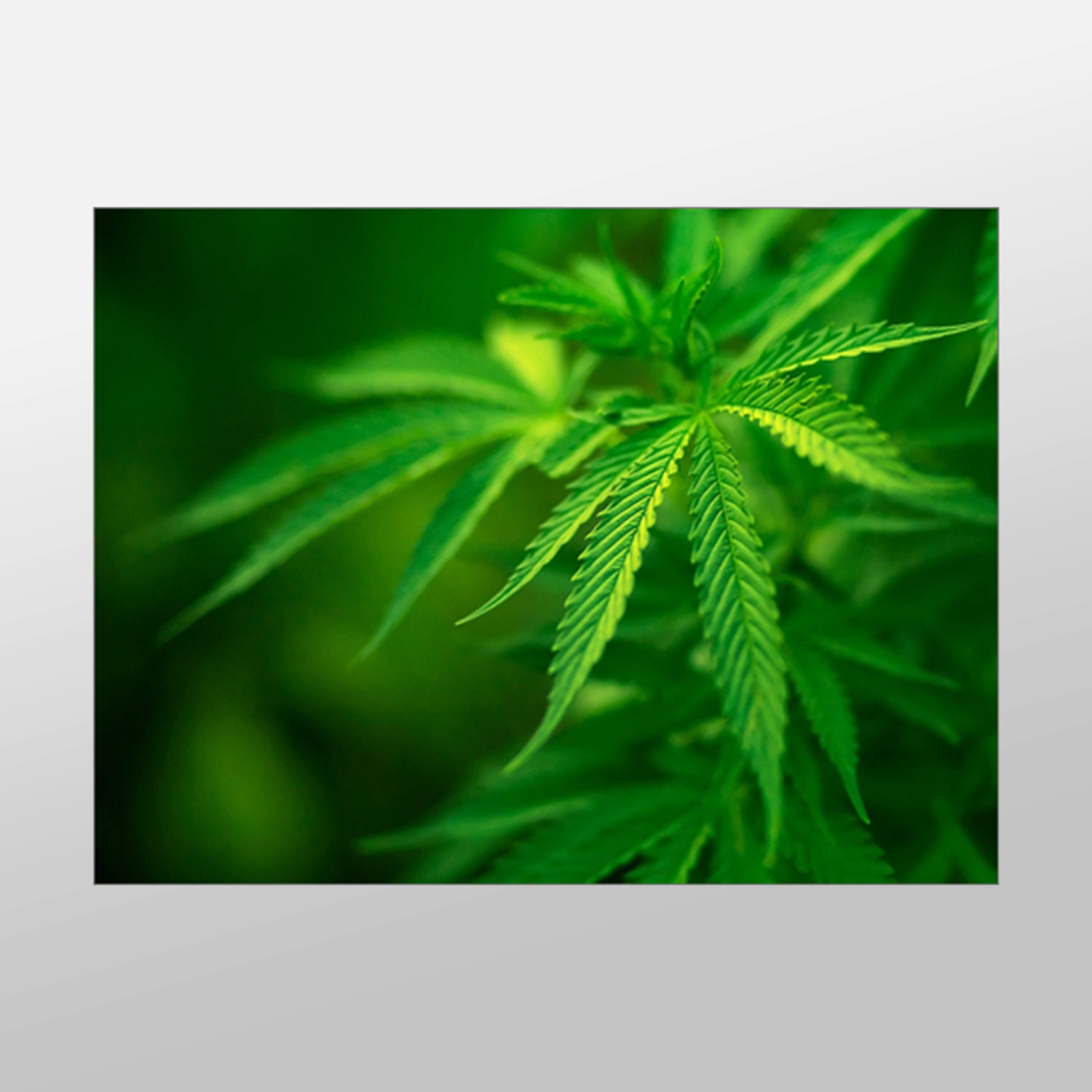 Marijuana Canvas Art Weed Wall Art Pot Plant Canvas Print