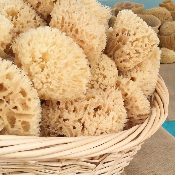 45 Natural Wool Sea Sponge
