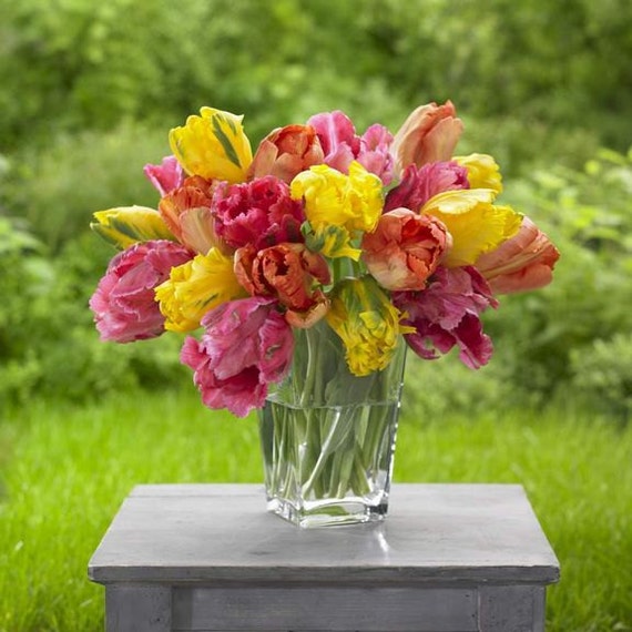 Tulip Parrot, Soft Spring Mix (Bulbs),12/+cm, Big Blooms Excellent for Bouquets Flowers in Late Spring, Now Shipping !
