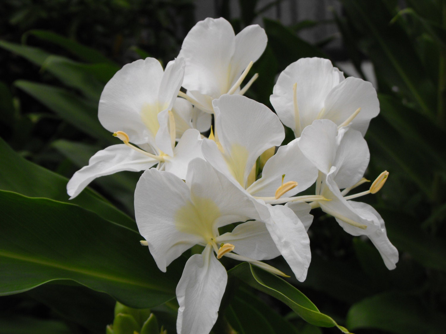 SALE 3 Rhizomes White Butterfly Ginger Lily Plant